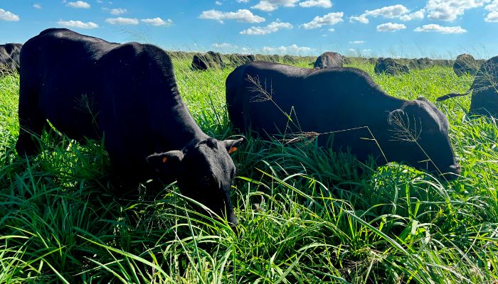 Foto: Alanis Moura Barbosa/Seab Mais de 19 mil propriedades do Paraná atualizam rebanho em 12 dias de campanha